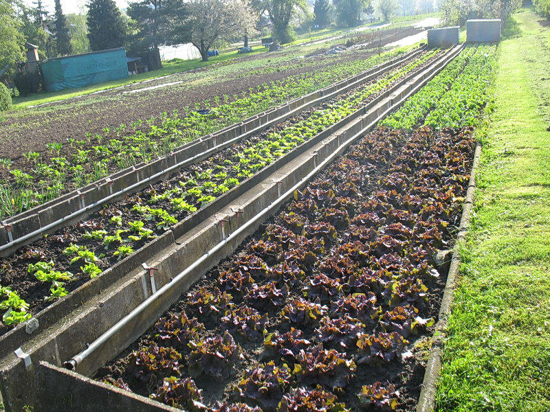 Frühjahr gerris garten